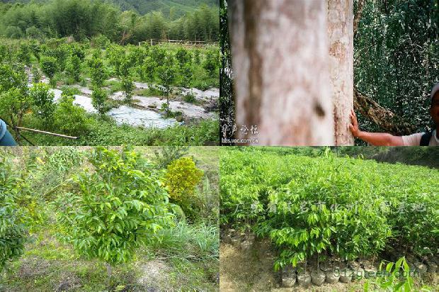 沉香树生长环境的20条小知识1664295993972