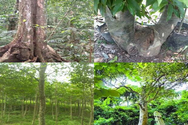 奇楠沉香树多少一棵必看24点！