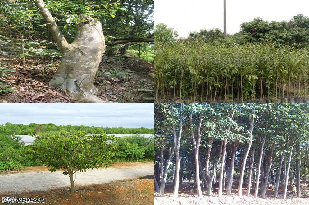 奇楠沉香树多少一棵必看24点！1664296003679