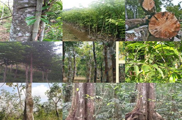 奇楠沉香树多少一棵必看24点！1664296003697