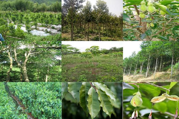 奇楠沉香树多少一棵必看24点！1664296003703