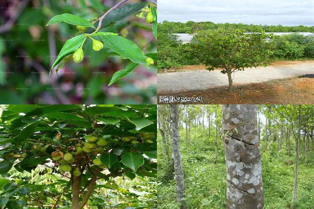 奇楠沉香树的价格34条介绍，一定要看！