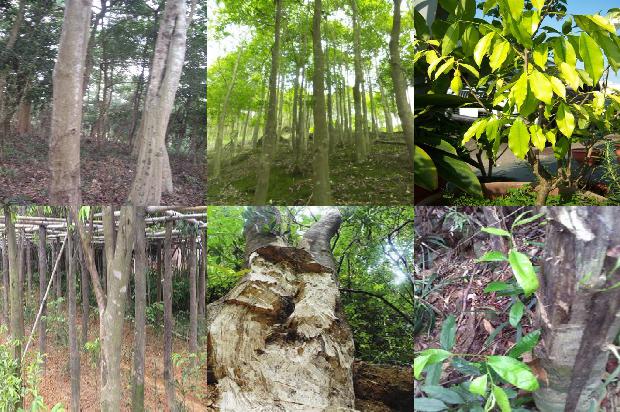 沉香树多少钱一克-必看25条小知识