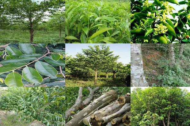 沉香树的功效29条介绍，来看看有哪些1664296024201