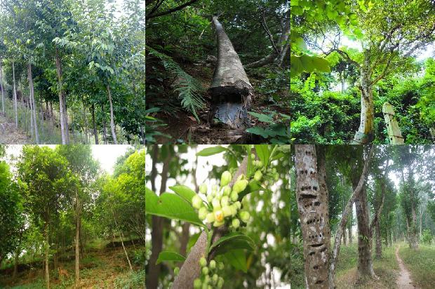 沉香树的功效29条介绍，来看看有哪些1664296024207