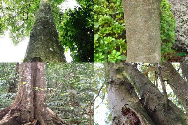 沉香树的功效29条介绍，来看看有哪些1664296024213