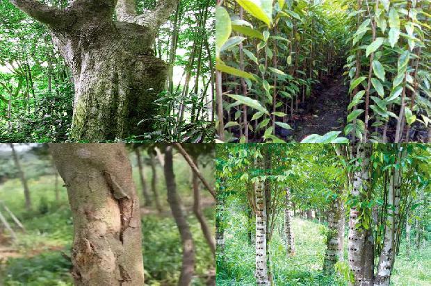 沉香树的功效29条介绍，来看看有哪些1664296024219