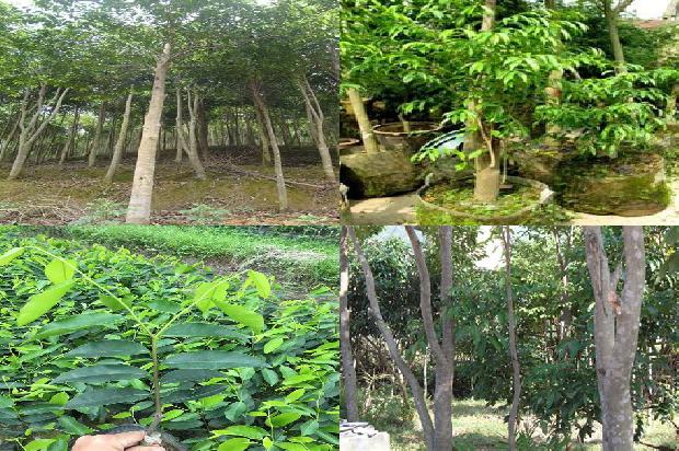 沉香树苗 正宗的19条小知识