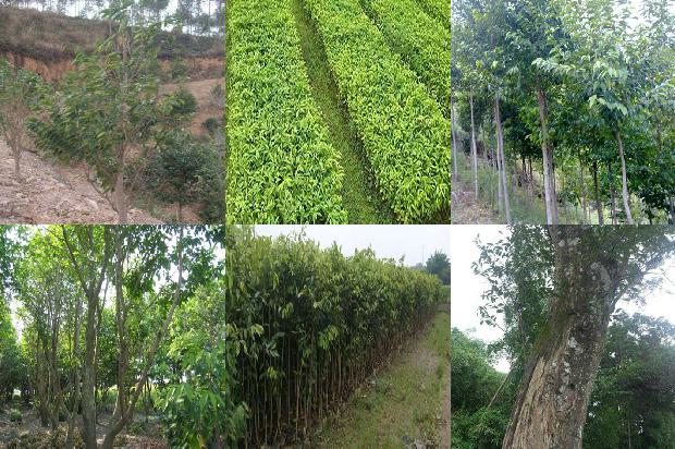 沉香树苗 正宗的19条小知识1664296029815