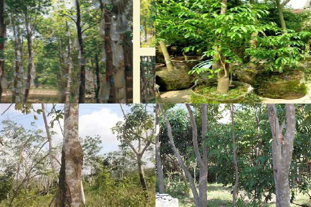 沉香树苗 正宗的19条小知识1664296029821