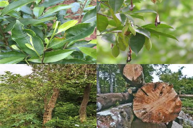 绿奇楠沉香树苗多少钱一颗37条介绍，来看看有哪些