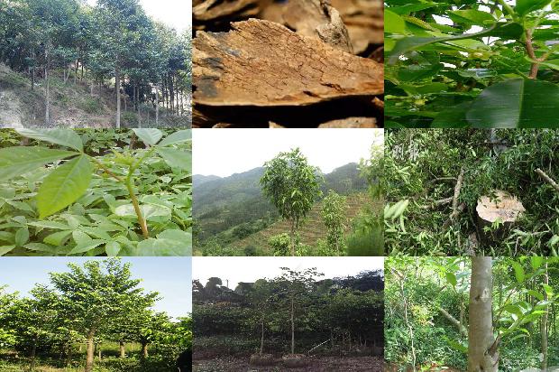 绿奇楠沉香树苗多少钱一颗37条介绍，来看看有哪些1664296039407