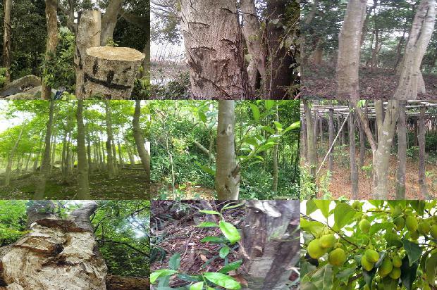 绿奇楠沉香树苗多少钱一颗37条介绍，来看看有哪些1664296039413