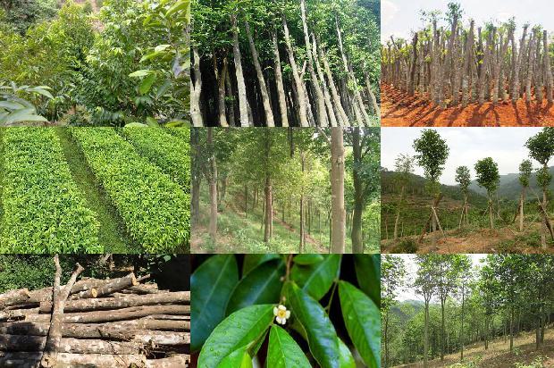 绿奇楠沉香树苗多少钱一颗37条介绍，来看看有哪些1664296039420