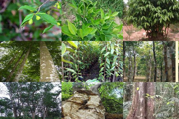 绿奇楠沉香树苗多少钱一颗37条介绍，来看看有哪些1664296039426