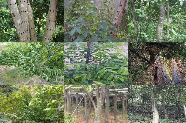 绿奇楠沉香树苗多少钱一颗37条介绍，来看看有哪些1664296039432