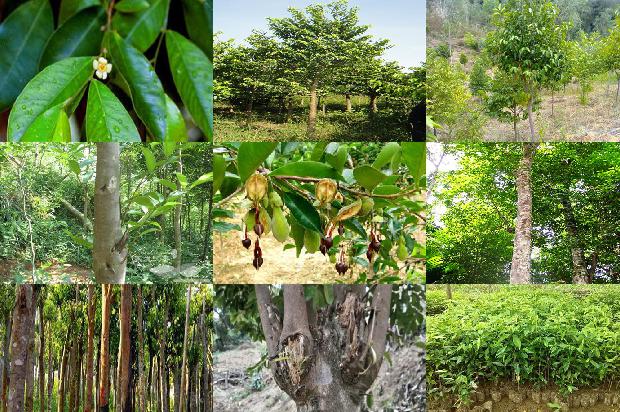 沉香树苗报价-必看36条小知识