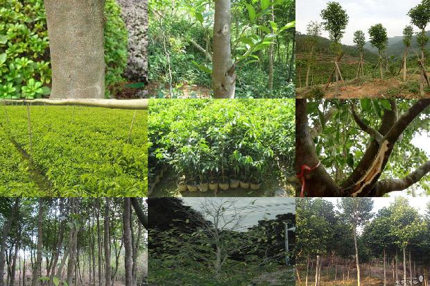 沉香树苗报价-必看36条小知识1664296046136 沉香树苗报价-必看36条小知识1664296046136