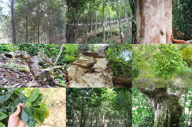 沉香树苗报价-必看36条小知识1664296046142 沉香树苗报价-必看36条小知识1664296046142