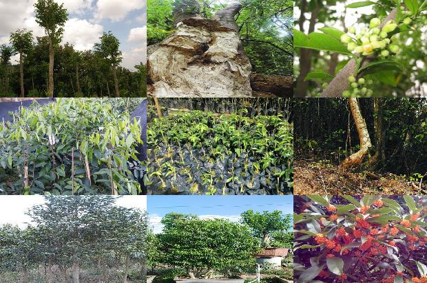 奇楠沉香树几年结香37条介绍，一定要看！