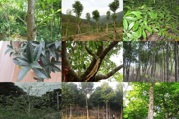 奇楠沉香树几年结香37条介绍，一定要看！1664296055473