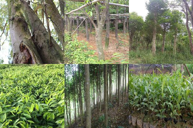 奇楠沉香树几年结香37条介绍，一定要看！1664296055492