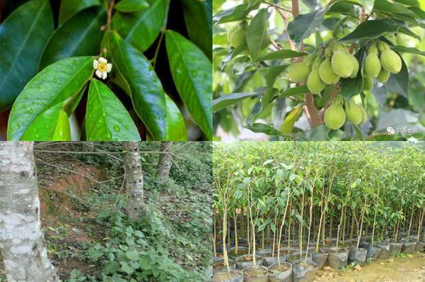 奇楠沉香树几年结香37条介绍，一定要看！1664296055498