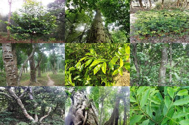 什么叫沉香树必看16点！