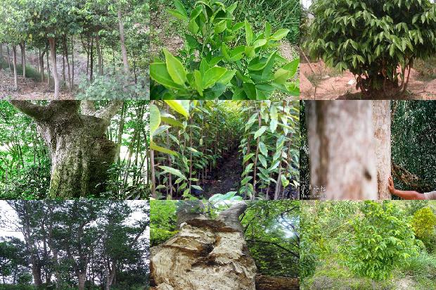 什么叫沉香树必看16点！1664382437416