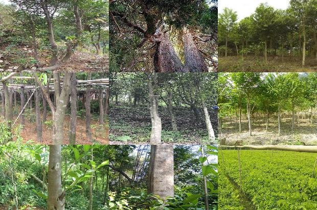 什么叫沉香树必看16点！1664382437422