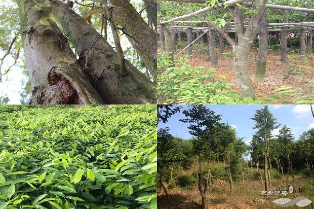 什么叫沉香树必看16点！1664382437428