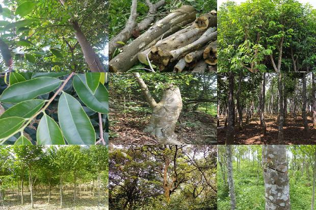 什么叫沉香树必看16点！1664382437434