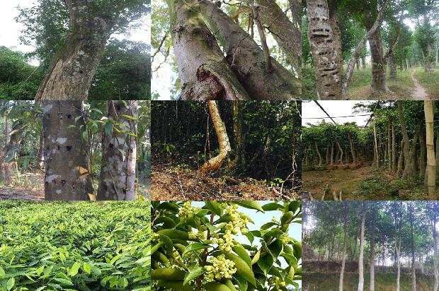 什么叫沉香树必看16点！1664382437440