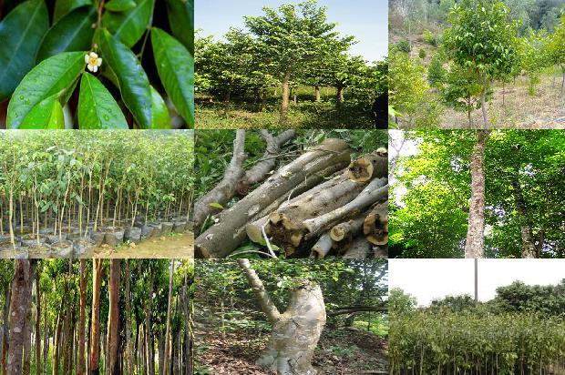 沉香树树叶必看16点！