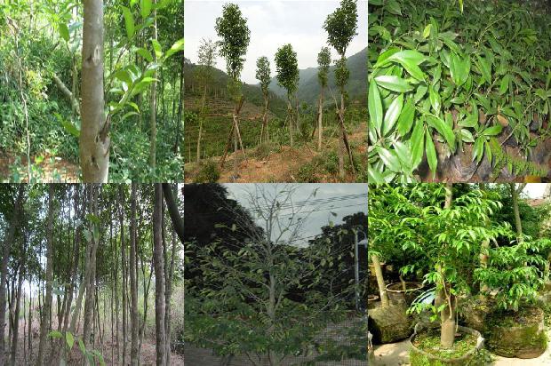 沉香树树叶必看16点！1664382446344