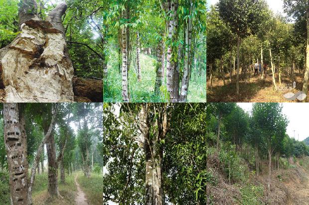 沉香树树叶必看16点！1664382446350