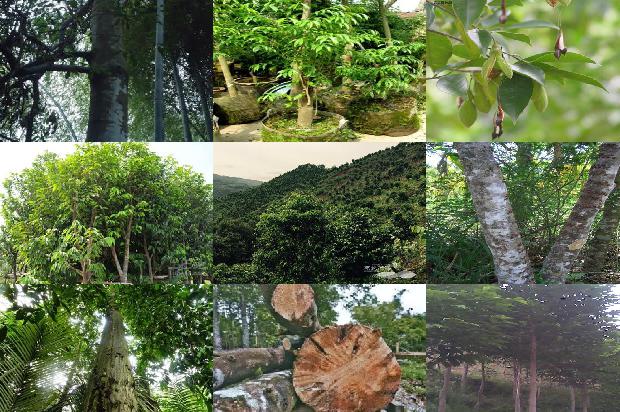 漳州沉香树苗33条介绍，你知道么？1664382457357