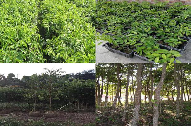 漳州沉香树苗33条介绍，你知道么？1664382457363