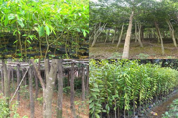 漳州沉香树苗33条介绍，你知道么？1664382457369