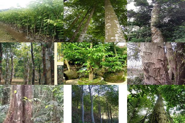 漳州沉香树苗33条介绍，你知道么？1664382457381