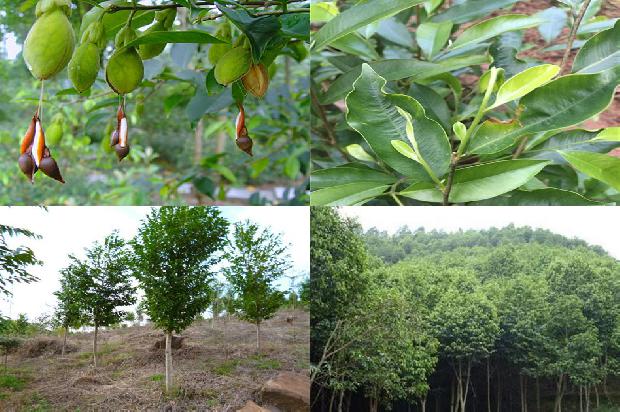 沉香树跟31条介绍，你知道么？