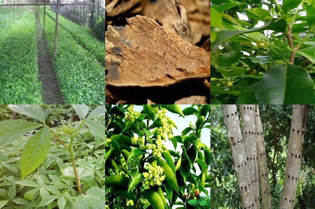 沉香树跟31条介绍，你知道么？1664382468445