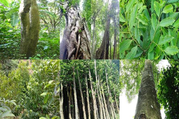 沉香树跟31条介绍，你知道么？1664382468457