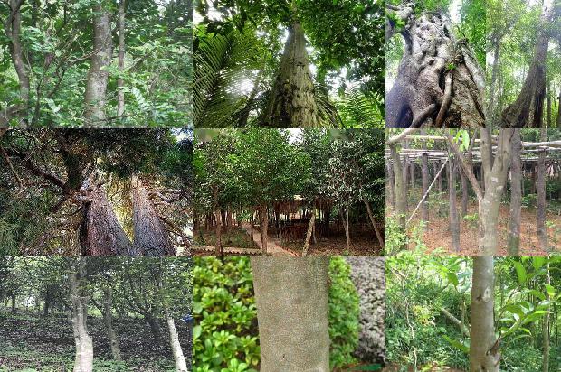 沉香树跟31条介绍，你知道么？1664382468469