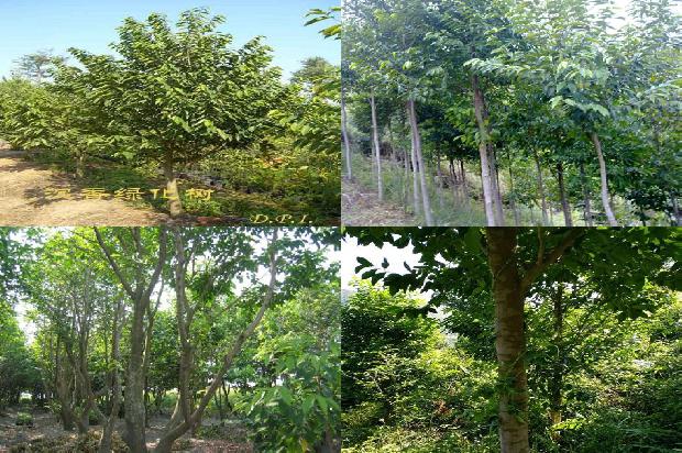 沉香树能在山东种植吗-必看24条小知识