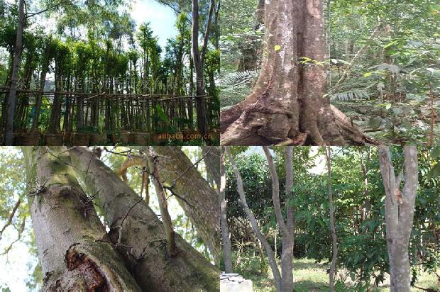 沉香树能在山东种植吗-必看24条小知识1664382478205