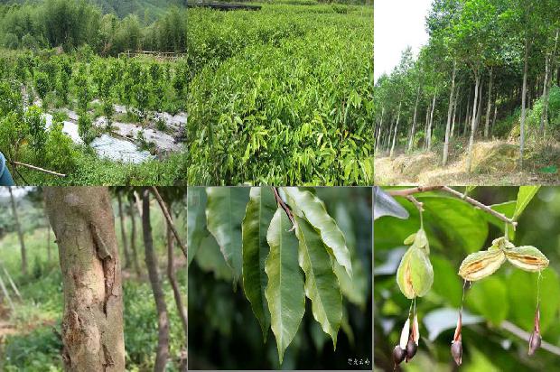 沉香树能在山东种植吗-必看24条小知识1664382478211