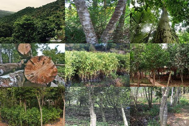 沉香树能在山东种植吗-必看24条小知识1664382478217