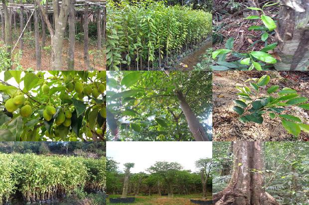 沉香树能在山东种植吗-必看24条小知识1664382478229