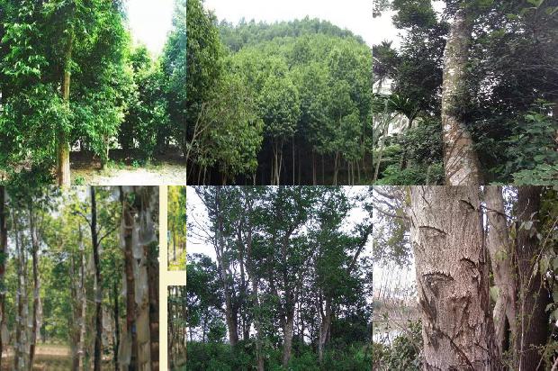 奇楠沉香树怎样种植及要求34条介绍